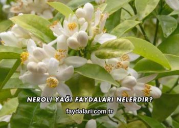 Neroli Yağı Faydaları Nelerdir?