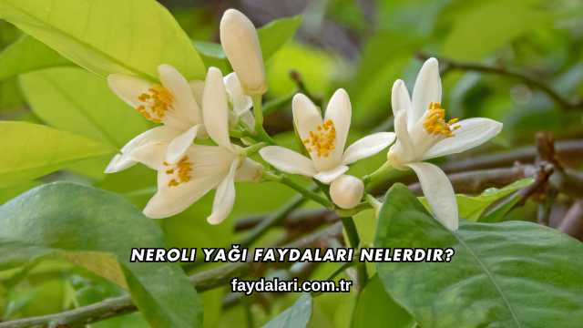 Neroli Yağı Faydaları Nelerdir?