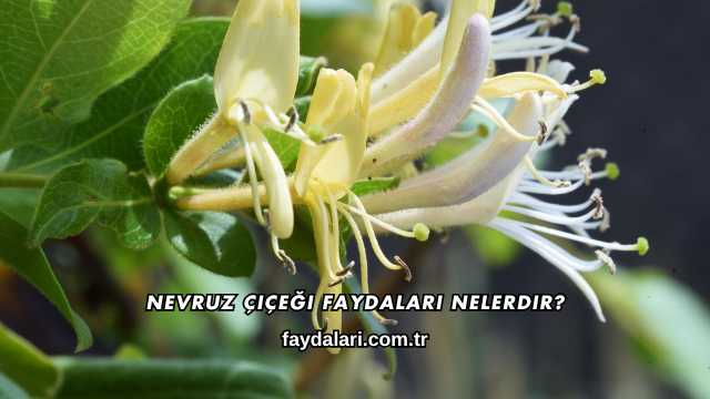 Nevruz Çiçeği Faydaları Nelerdir?