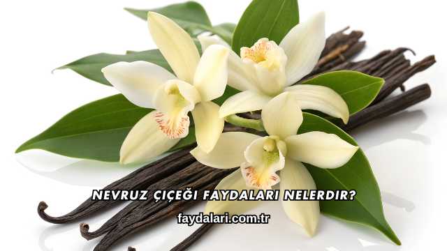 Nevruz Çiçeği Faydaları Nelerdir?