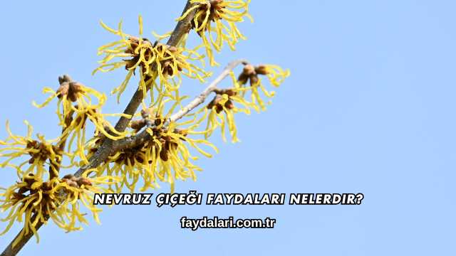 Nevruz Çiçeği Faydaları Nelerdir?