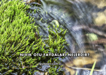 Nivik Otu Faydaları Nelerdir?