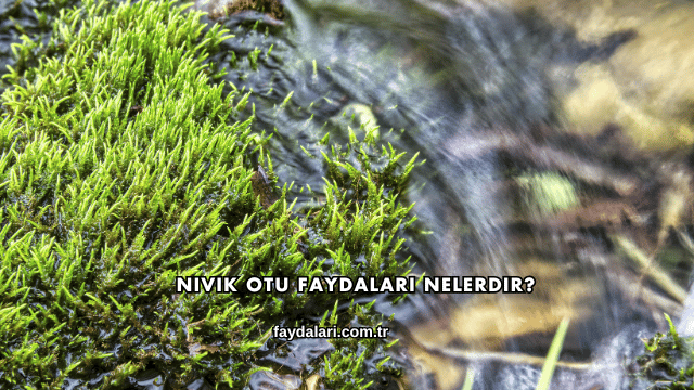 Nivik Otu Faydaları Nelerdir?
