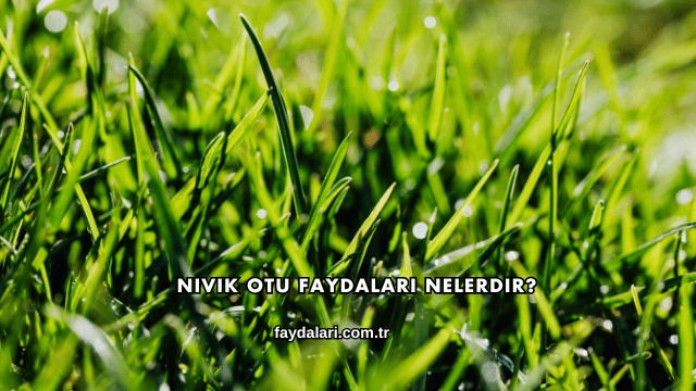 Nivik Otu Faydaları Nelerdir?