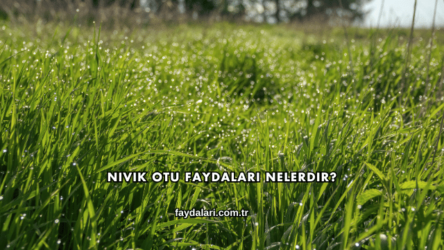 Nivik Otu Faydaları Nelerdir?
