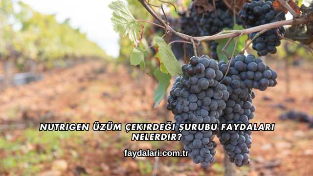 Nutrigen Üzüm Çekirdeği Şurubu Faydaları Nelerdir?