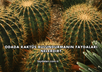 Odada Kaktüs Bulundurmanın Faydaları Nelerdir?