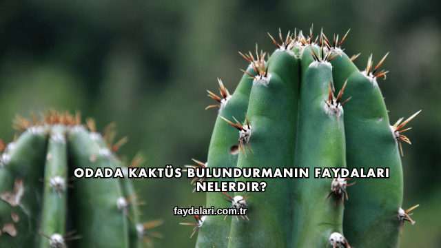 Odada Kaktüs Bulundurmanın Faydaları Nelerdir?