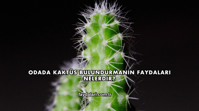 Odada Kaktüs Bulundurmanın Faydaları Nelerdir?