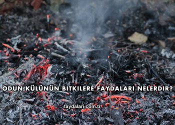 Odun Külünün Bitkilere Faydaları Nelerdir?