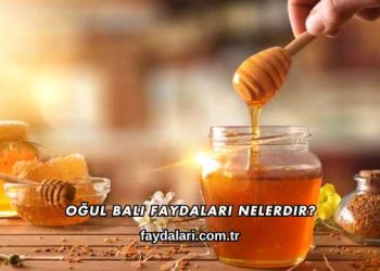 Oğul Balı Faydaları Nelerdir?