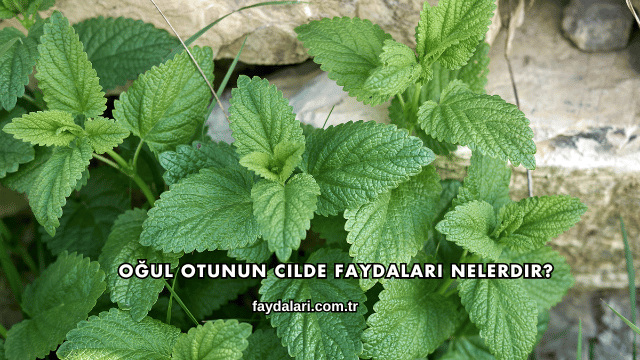 Oğul Otunun Cilde Faydaları Nelerdir?