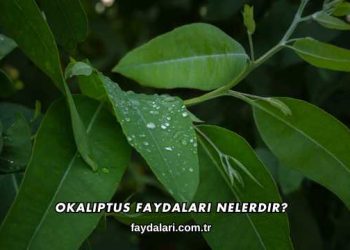 Okaliptus Faydaları Nelerdir?
