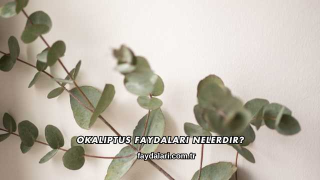 Okaliptus Faydaları Nelerdir?