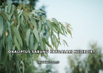 Okaliptus Sabunu Faydaları Nelerdir?