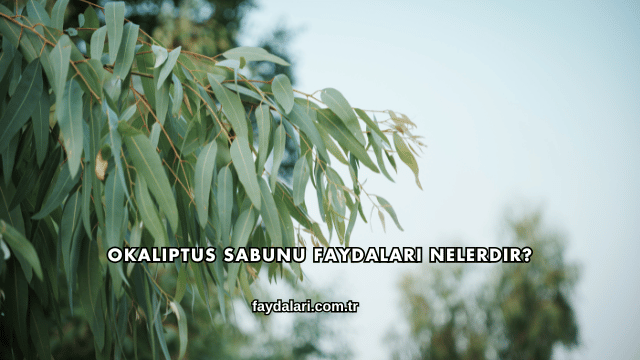 Okaliptus Sabunu Faydaları Nelerdir?