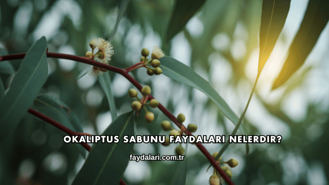 Okaliptus Sabunu Faydaları Nelerdir?