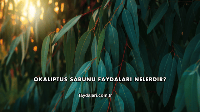 Okaliptus Sabunu Faydaları Nelerdir?
