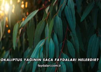 Okaliptus Yağının Saça Faydaları Nelerdir?