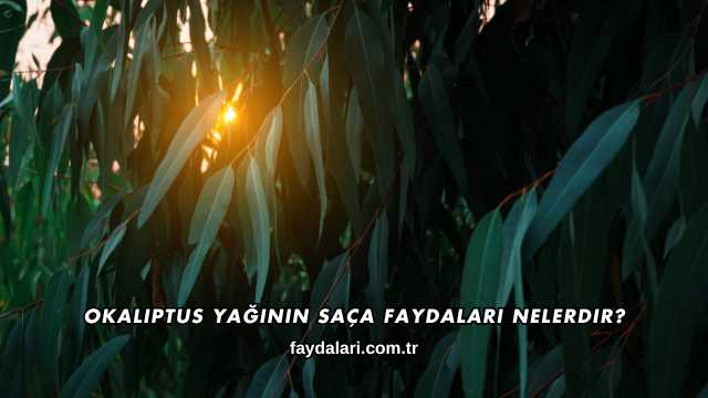 Okaliptus Yağının Saça Faydaları Nelerdir?