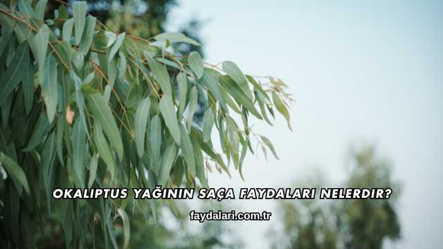 Okaliptus Yağının Saça Faydaları Nelerdir?