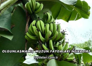 Olgunlaşmamış Muzun Faydaları Nelerdir?