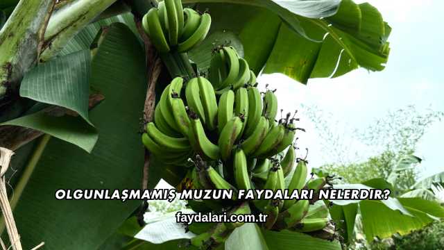 Olgunlaşmamış Muzun Faydaları Nelerdir?