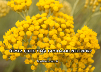 Ölmez Çiçek Yağı Faydaları Nelerdir?