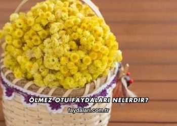 Ölmez Otu Faydaları Nelerdir?