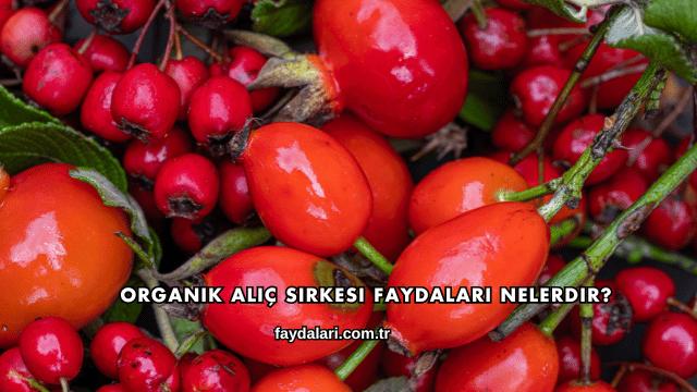 Organik Alıç Sirkesi Faydaları Nelerdir?