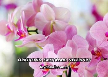 Orkidenin Faydaları Nelerdir?