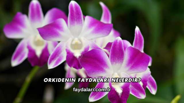 Orkidenin Faydaları Nelerdir?