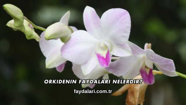 Orkidenin Faydaları Nelerdir?