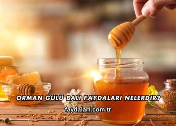 Orman Gülü Balı Faydaları Nelerdir?