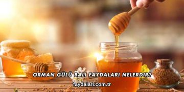 Orman Gülü Balı Faydaları Nelerdir?