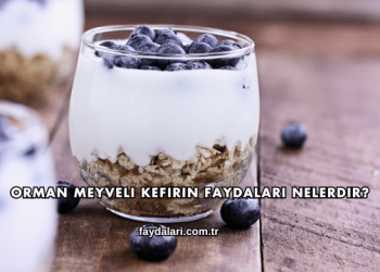Orman Meyveli Kefirin Faydaları Nelerdir?