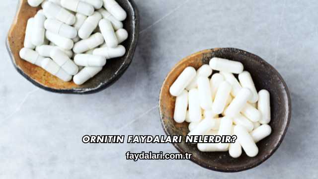 Ornitin Faydaları Nelerdir?