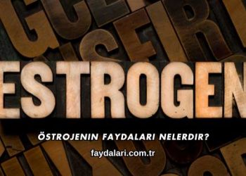 Östrojenin Faydaları Nelerdir?
