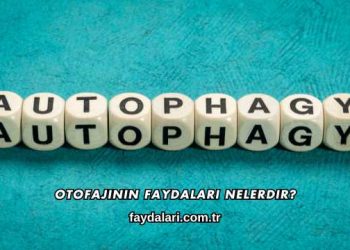 Otofajinin Faydaları Nelerdir?