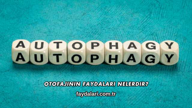Otofajinin Faydaları Nelerdir?