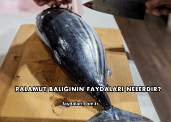 Palamut Balığının Faydaları Nelerdir?