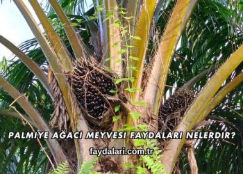 Palmiye Ağacı Meyvesi Faydaları Nelerdir?