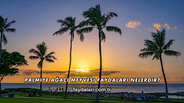 Palmiye Ağacı Meyvesi Faydaları Nelerdir?