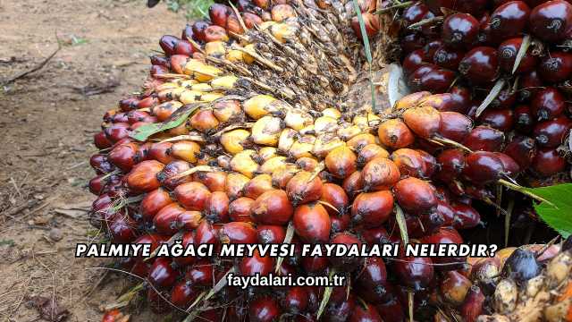 Palmiye Ağacı Meyvesi Faydaları Nelerdir?