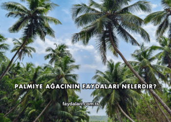 Palmiye Ağacının Faydaları Nelerdir?