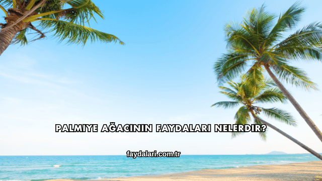 Palmiye Ağacının Faydaları Nelerdir?