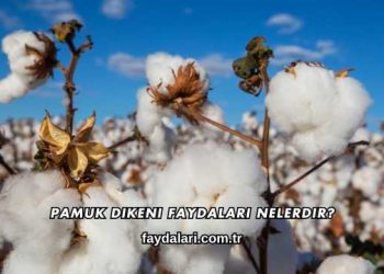 Pamuk Dikeni Faydaları Nelerdir?