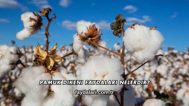 Pamuk Dikeni Faydaları Nelerdir?