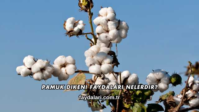 Pamuk Dikeni Faydaları Nelerdir?