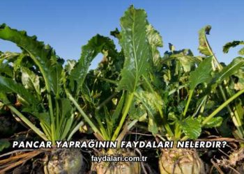 Pancar Yaprağının Faydaları Nelerdir?